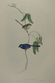 John Gould Birds of Australia